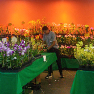 Exposição de flores